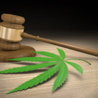 Marijuana legal concept with gavel and marijuana on table